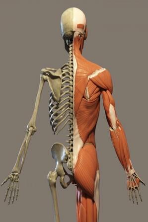 Douglas College Human Anatomy & Physiology I