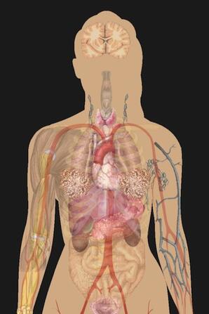 Douglas College Human Anatomy & Physiology II