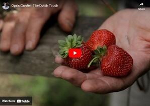 Opa's garden: The Dutch touch