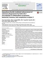 Lipopolysaccharide-mediated enhancement of zymosan phagocytosis by RAW 264.7 macrophages is independent of opsonins, laminarin, mannan, and complement receptor 3