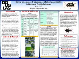 Spring emergence and abundance of Nebria brevicollis in Burnaby, British Columbia