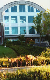 Deer Outside David Lam Campus