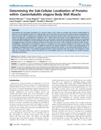 Determining the sub-cellular localization of proteins within Caenorhabditis elegans body wall muscle