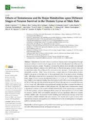 Effects of testosterone and its major metabolites upon different stages of neuron survival in the dentate gyrus of male rats